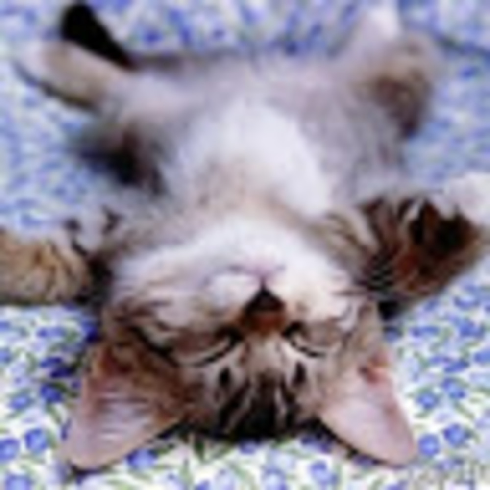 Meet your Posher, Ellie